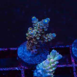 Gobstopper R208