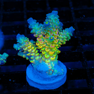 Quantum Glow 161