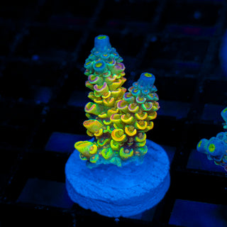 Quantum Glow 159