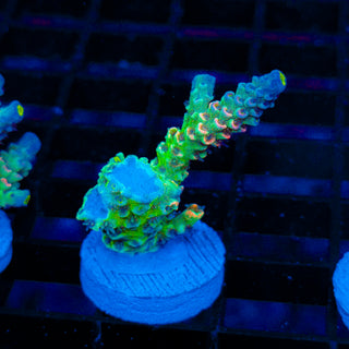 Plasma Storm 154