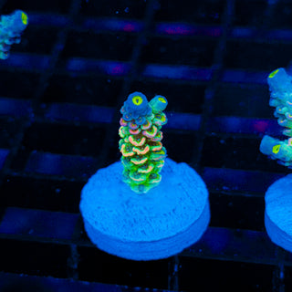 Plasma Storm 153