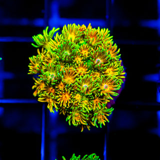 Acid Trip Goni G242