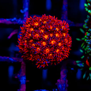 Crimson Goni G291