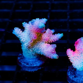 Plasma Blossom Mille 1003