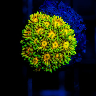 Glow Bud Goni G392