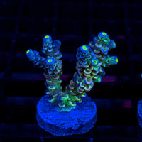Glow Tenuis LE397