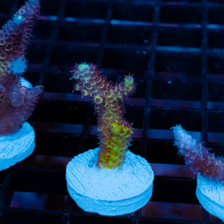 Violet Surge Mille 1069