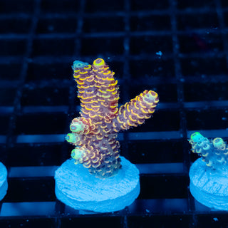 Ember Crown Mille 1033