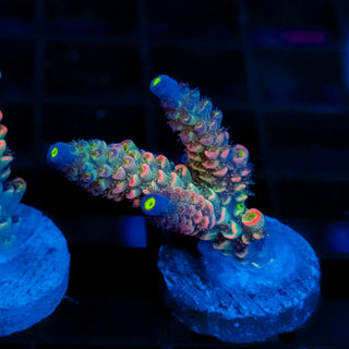 Lava Lamp 004