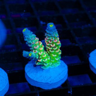 Plasma Storm 152
