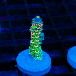 Plasma Storm 151