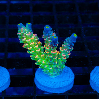 Plasma Storm 149