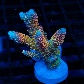 Solar Dragon 142