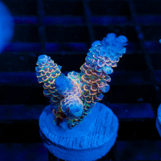 Solar Dragon 137