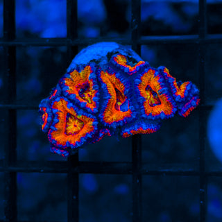 Chaotic Acan Mini Colony B805