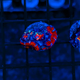 Ultra Acan B809