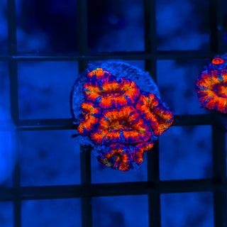 Prismatic Acan B813