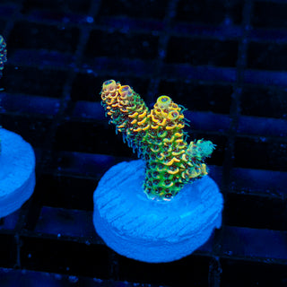 Molten Spire 124