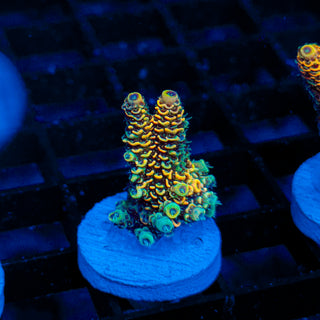 Molten Spire 123