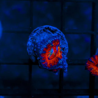Rainbow Acan B817