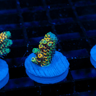 Molten Spire 121