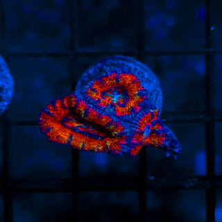 Rainbow Acan B818