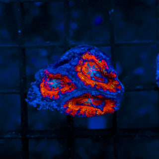Rainbow Acan B819