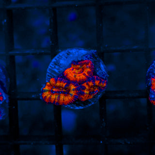 Prismatic Acan B820