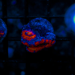Rainbow Acan B821