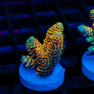 Molten Spire 117
