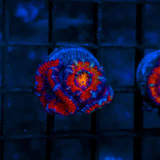 Rainbow Acan B822