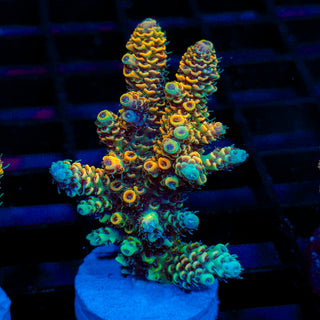 Molten Spire 116