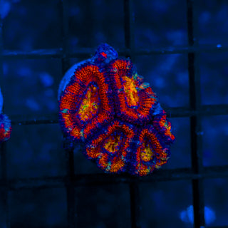 Rainbow Acan B823