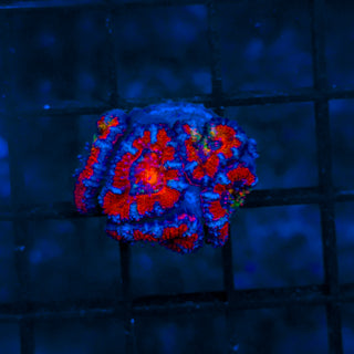 Rainbow Acan B824