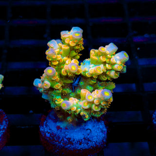 Walt Disney (w/ pos. acro crab) 114