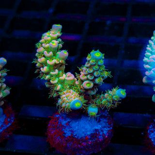 Pastel Reactor 111