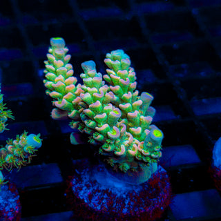 Pastel Reactor 110