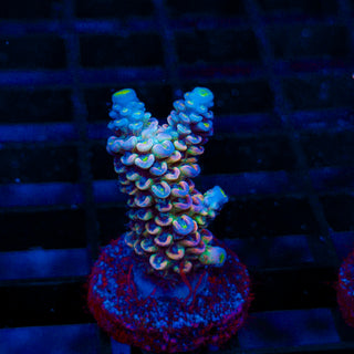 Cryo Core 089