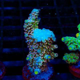 Cryo Core 088