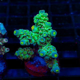 Ultra Acro 108