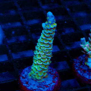 Ultra Acro 104