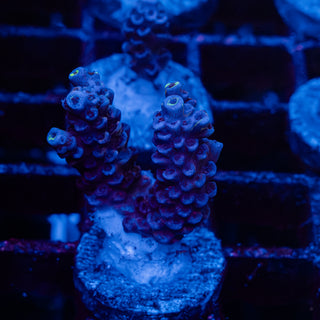 Blue Lagoon R148
