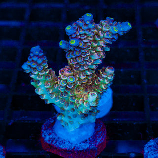 Cryo Core 087