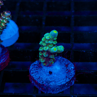 Ultra Acro 086