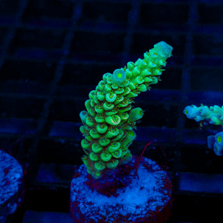 Ultra Acro 085