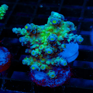 Ultra Acro 084