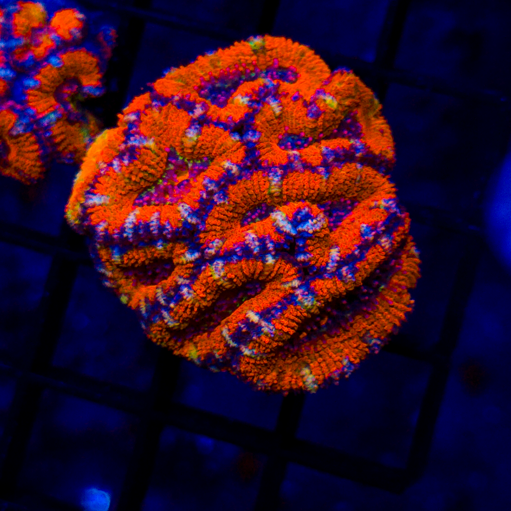 Rainbow Acan Mini Colony A902