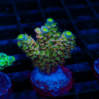 Ultra Acro 082