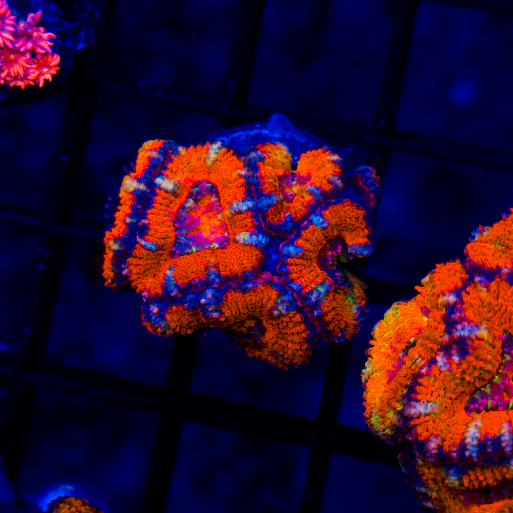 Rainbow Acan Mini Colony A903