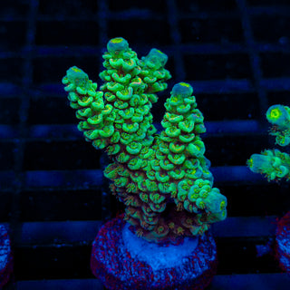 Ultra Acro 081